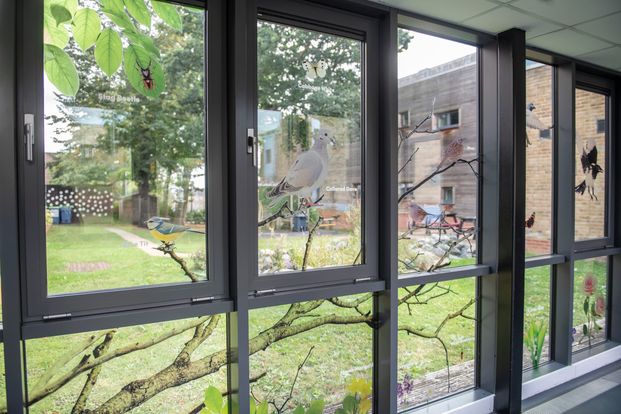 Stickers of local birds 