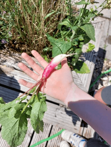 Grow your own